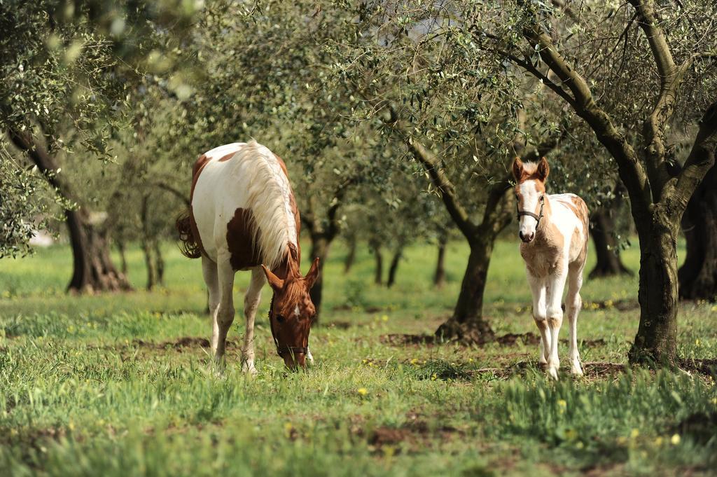 Agriturismo Frantoio Mafrica Limbadi Zewnętrze zdjęcie