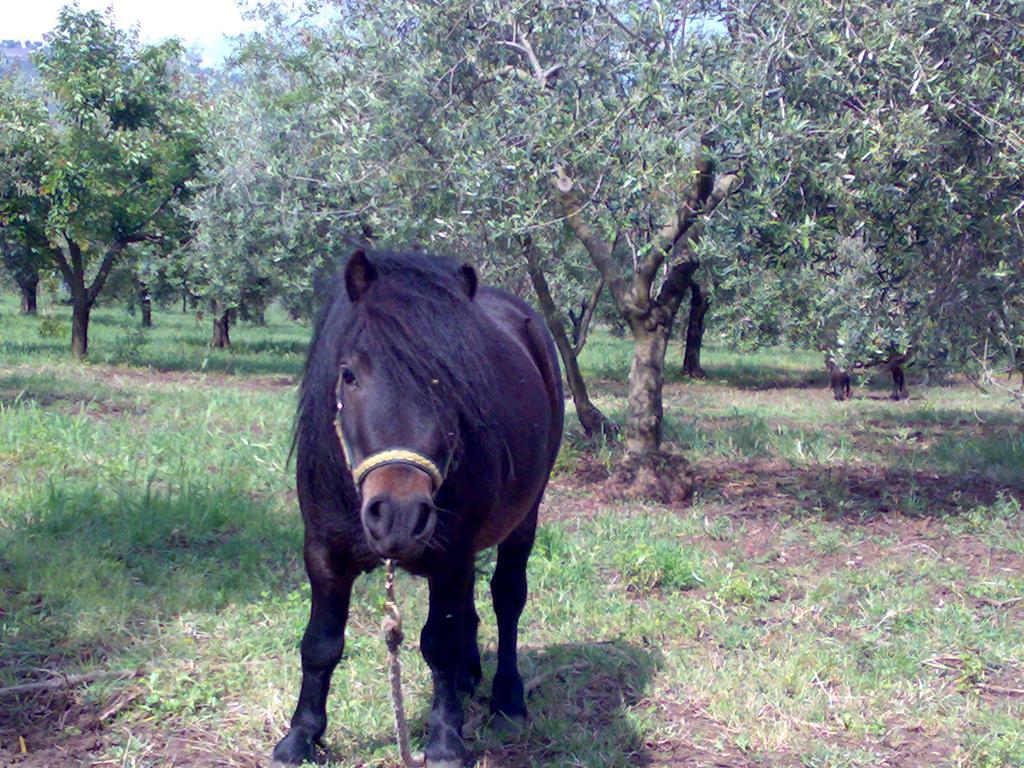 Agriturismo Frantoio Mafrica Limbadi Zewnętrze zdjęcie
