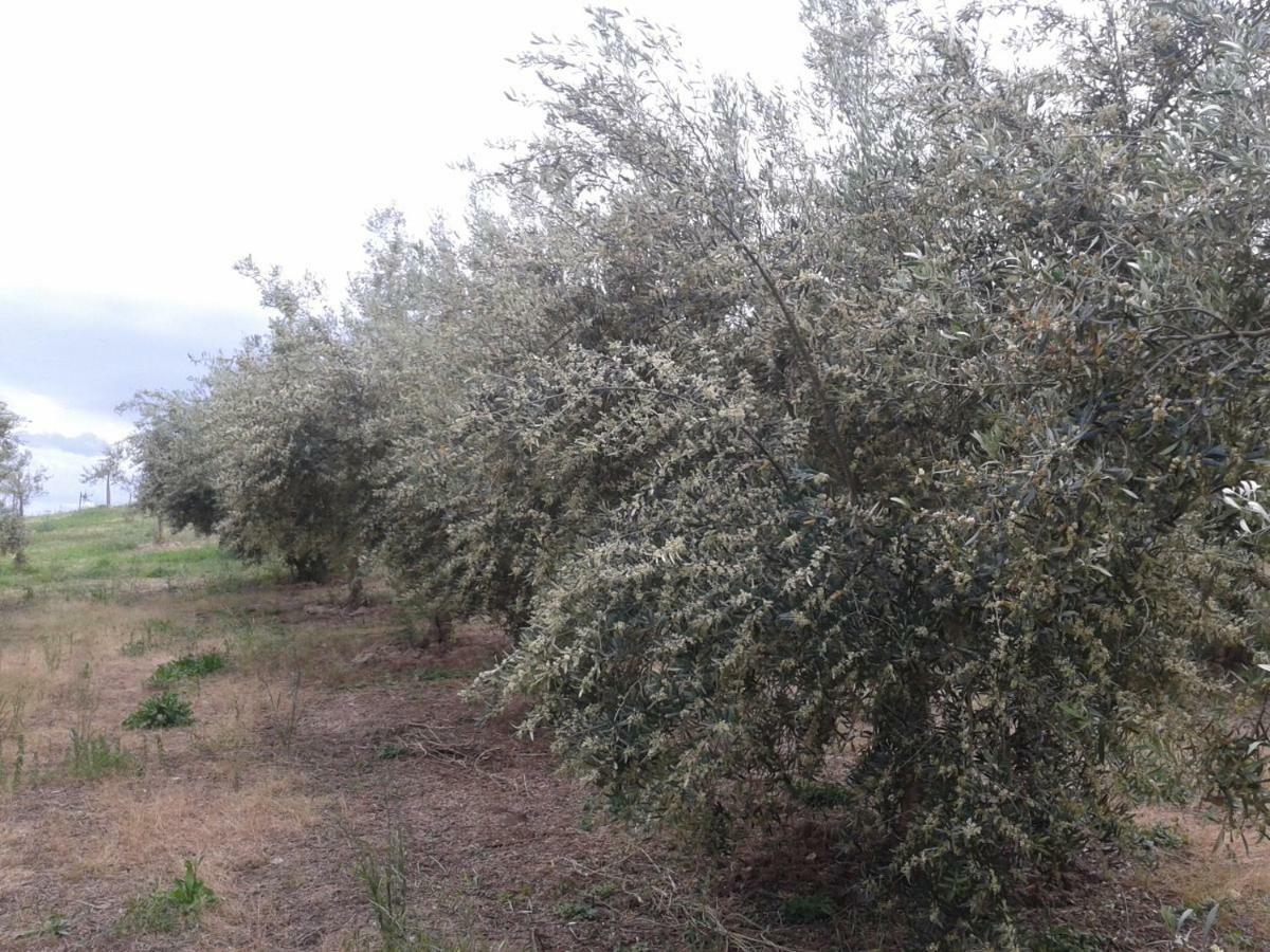 Agriturismo Frantoio Mafrica Limbadi Zewnętrze zdjęcie